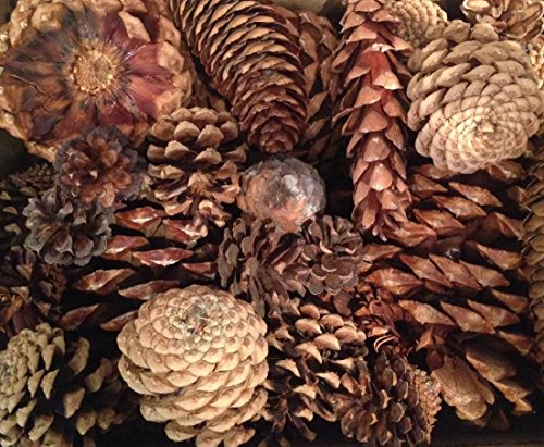 Algopix Similar Product 13 - 2 Pound Box Assorted Natural Pine Cones