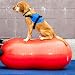 Algopix Similar Product 20 - FitPAWS Peanut Canine Stability Ball