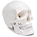 Algopix Similar Product 5 - Cranstein A210 Skull Model for Anatomy