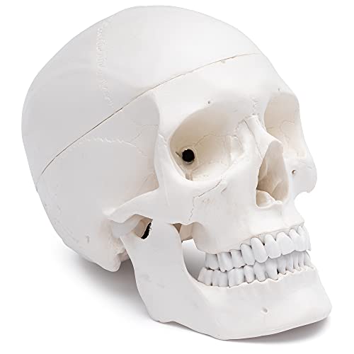 Algopix Similar Product 15 - Cranstein A210 Skull Model for Anatomy