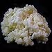 Algopix Similar Product 19 - 1 TBSP Milk Kefir Grains and eBook