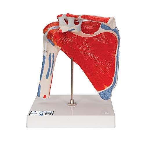 Algopix Similar Product 20 - 3B Scientific 124525 Anatomical Model
