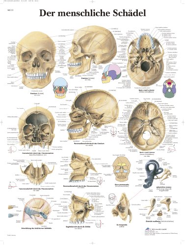 Algopix Similar Product 18 - 3B Scientific VR0131UU Anatomical Chart