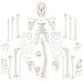 Algopix Similar Product 8 - Wellden Medical Full Disarticulated