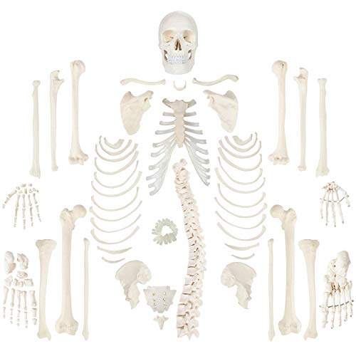 Algopix Similar Product 20 - Wellden Medical Full Disarticulated