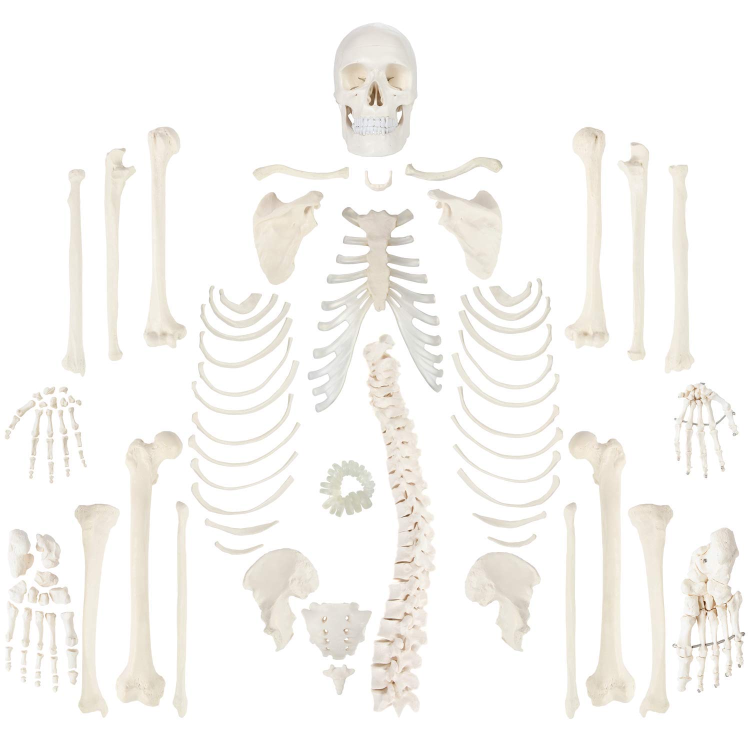Algopix Similar Product 4 - Wellden Medical Full Disarticulated