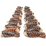 Algopix Similar Product 9 - 12 Pack Fresh Frozen Lobster Tails