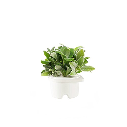 Algopix Similar Product 16 - Click Grow Smartpot Lambs Ear Refill