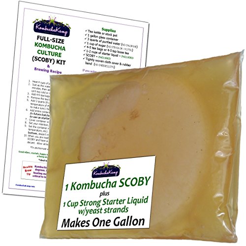 Algopix Similar Product 16 - Kombucha Kamp Genuine KOMBUCHA CULTURE