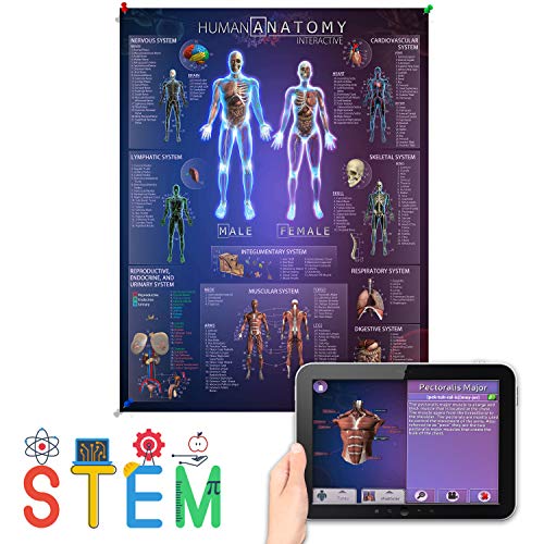 Algopix Similar Product 17 - Human Anatomy Chart with 4D Interactive