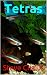 Algopix Similar Product 3 - Tetras: Fifty Beautiful Tetras