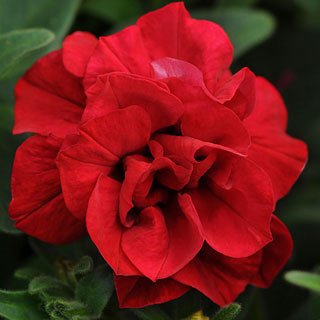 Algopix Similar Product 6 - Double Wave Red Petunia Seeds Seed Pack