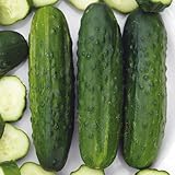 Algopix Similar Product 20 - Sassy Hybrid Cucumbers