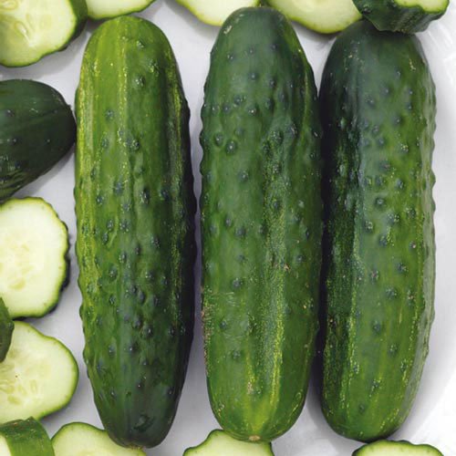 Algopix Similar Product 9 - Sassy Hybrid Cucumbers