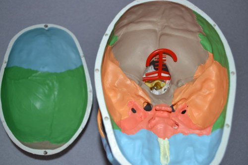 Algopix Similar Product 6 - Wellden Product Didactic Human Skull