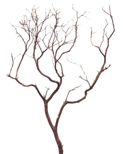 Algopix Similar Product 19 - Gold Leaf Design Group 4206 Individual
