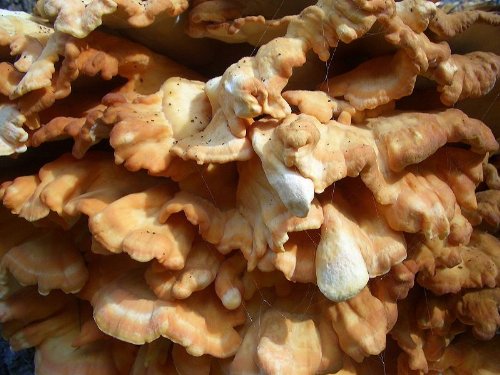 Algopix Similar Product 16 - Forest Organics Chicken of the Woods