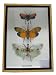 Algopix Similar Product 9 - Real Exotic Lantern Flies Zanna