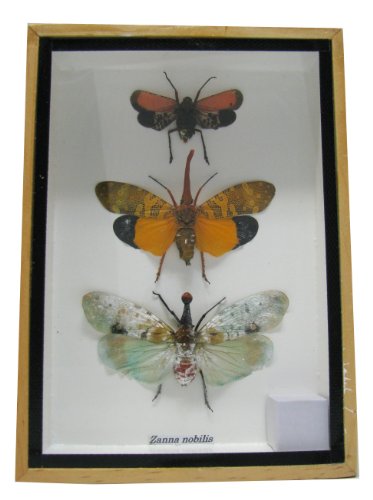 Algopix Similar Product 17 - Real Exotic Lantern Flies Zanna