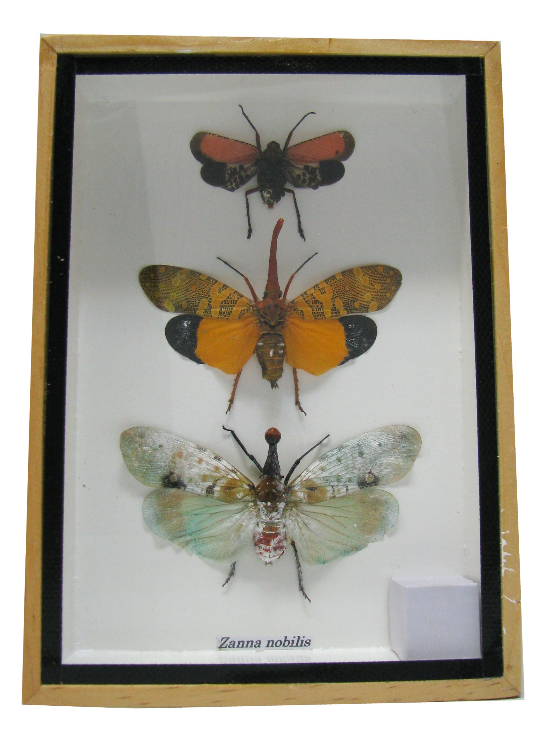 Algopix Similar Product 8 - Real Exotic Lantern Flies Zanna