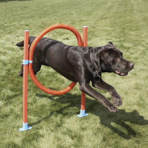 Algopix Similar Product 6 - Lixit Dog Agility Closed Tunnel 16