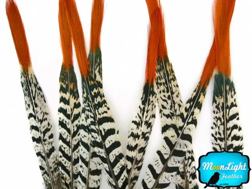 Algopix Similar Product 2 - Pheasant Feathers Lady Amherst