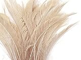 Algopix Similar Product 4 - 5 Pieces  Ivory Bleached  Dyed
