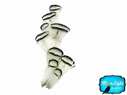 Algopix Similar Product 7 - Moonlight Feathers Lady Amherst