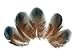 Algopix Similar Product 4 - 10 Pieces Iridescent Green Peacock