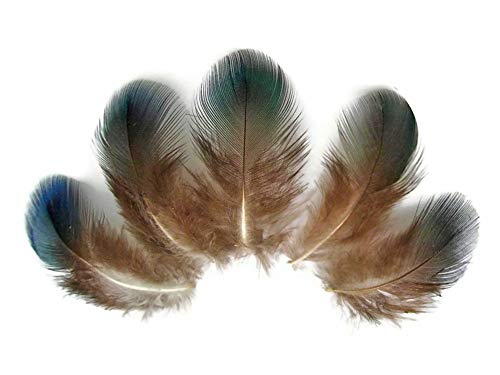Algopix Similar Product 19 - 10 Pieces Iridescent Green Peacock