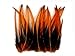 Algopix Similar Product 3 - 10 Pieces Orange Laced 47 Long