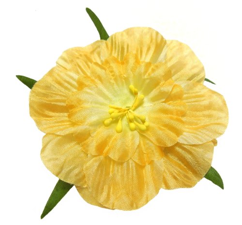 Algopix Similar Product 5 - Cuteque International 6Pack Apricot