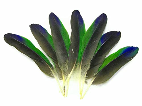 Algopix Similar Product 7 - 4 Pieces  TriColor Amazon Parrot Wing