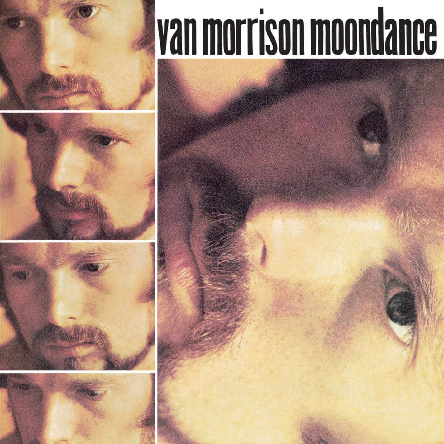 Algopix Similar Product 11 - Moondance
