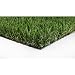 Algopix Similar Product 3 - GREENLINE Classic 54 Fescue 15 ft x