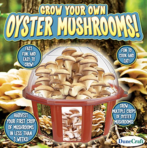 Algopix Similar Product 3 - DuneCraft Grow Your Own Mushrooms Domed