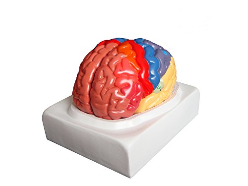 Algopix Similar Product 14 - Walter Products B10444 Regional Human
