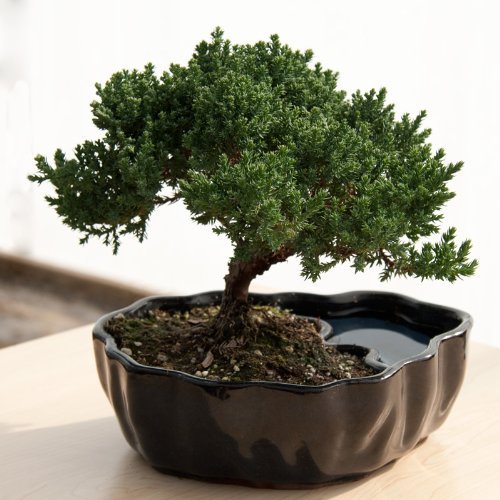 Algopix Similar Product 14 - 9GreenBox  Zen Reflections Juniper