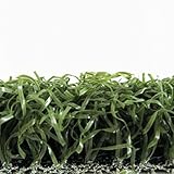 Algopix Similar Product 11 - RealGrass Putting Green Artificial