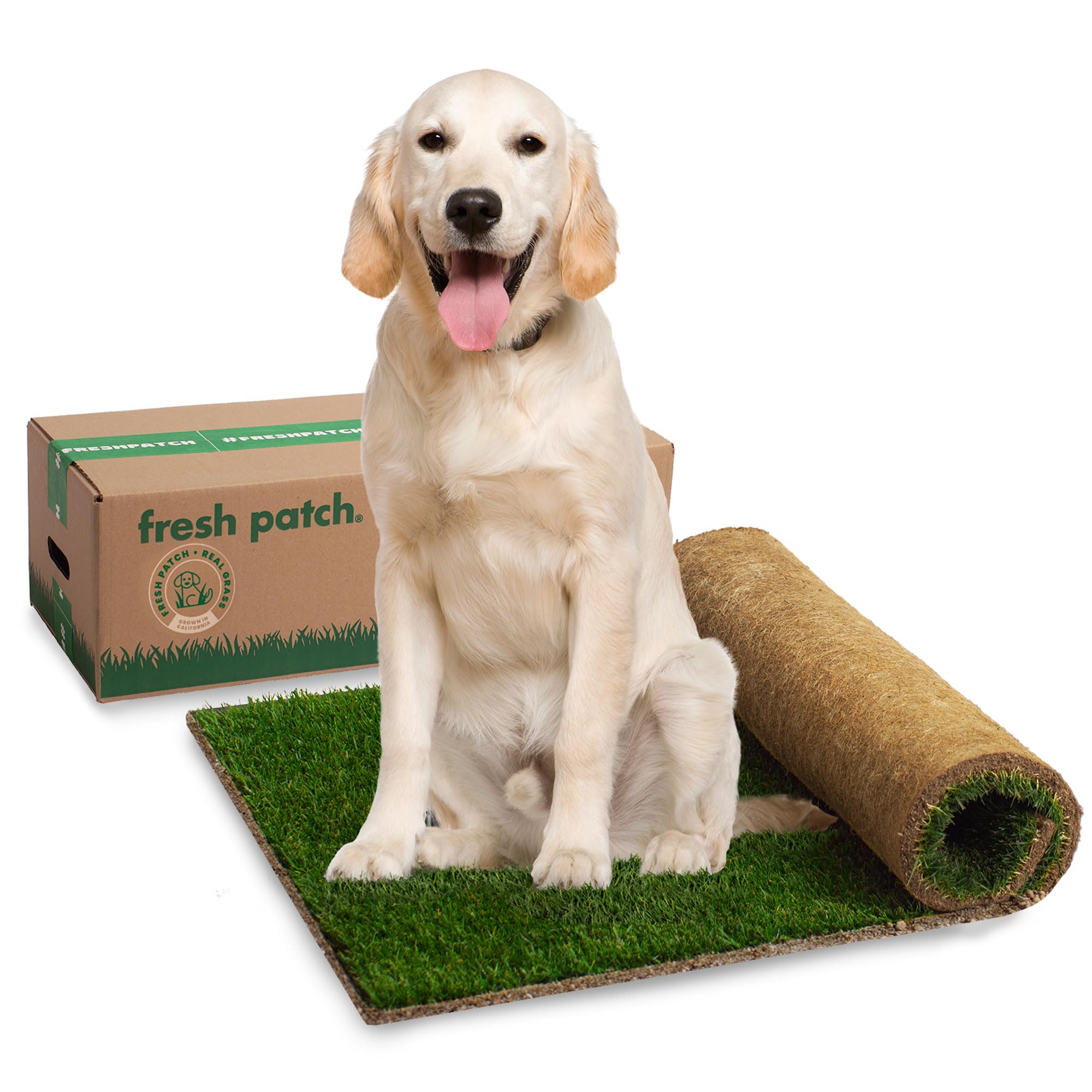 Algopix Similar Product 11 - Fresh Patch Real Grass Patch for Dogs
