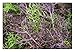 Algopix Similar Product 14 - MUSTARD  MIZUNA  RED STREAKED  2