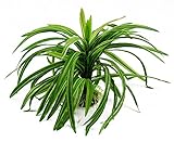 Algopix Similar Product 17 - CNZ Aquarium Decor Fish Tank Decoration