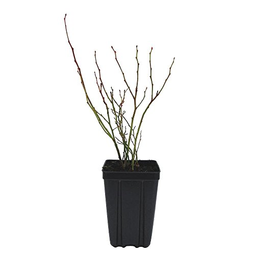 Algopix Similar Product 19 - Sweet Berry Selections St Cloud