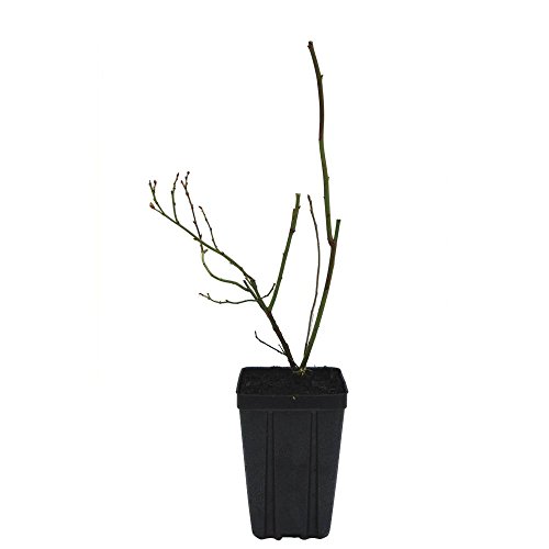 Algopix Similar Product 10 - Sweet Berry Selections Bluecrop