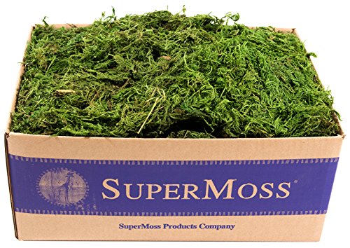Algopix Similar Product 19 - SuperMoss Forest Moss Preserved