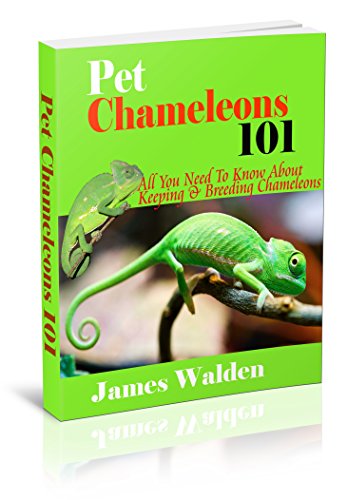 Algopix Similar Product 11 - Pet Chameleons 101 All You Need To