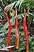 Algopix Similar Product 6 - Coloriscape Water Grass Garden Decor