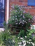 Algopix Similar Product 1 - Clematis Viticella 'Betty Corning'
