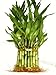 Algopix Similar Product 4 - 9GreenBox 3 Tier 4 6 8 Top Quality