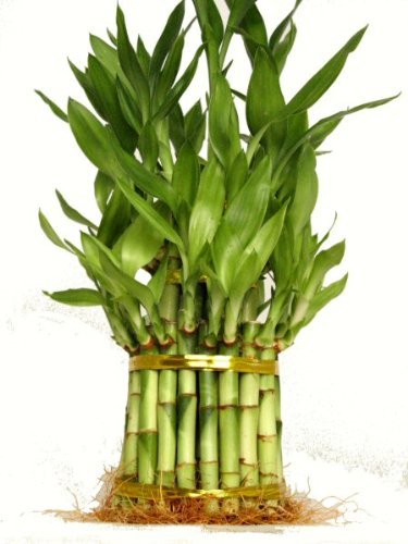 Algopix Similar Product 20 - 9GreenBox  3 Tier 4 6 8 Top Quality